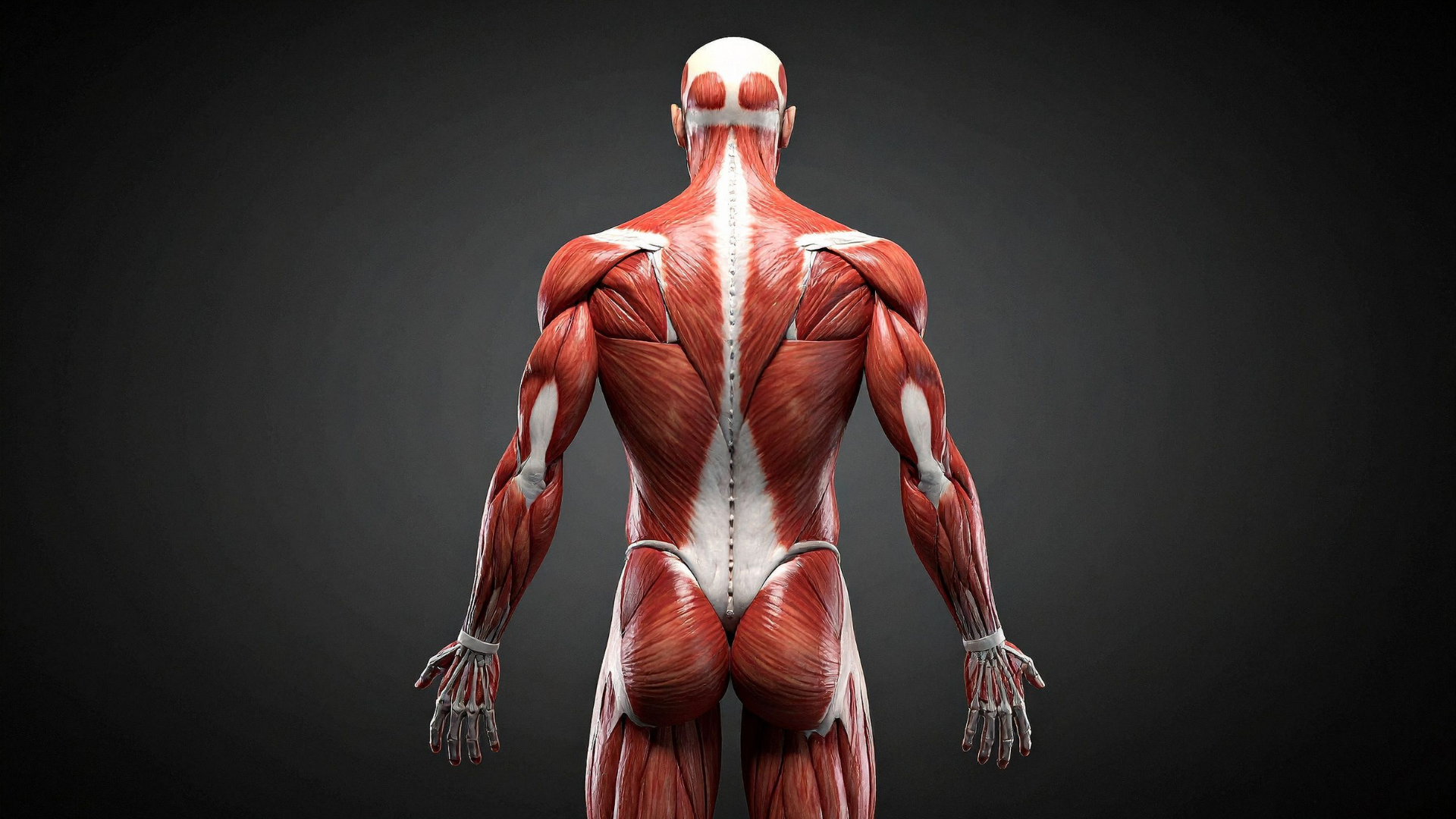 Entrenador personal para el dolor de espalda: cómo mejorar tu salud lumbar